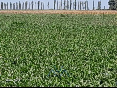 Campo Agrícola 35 Has. II En San Pedro, Buenos Aires