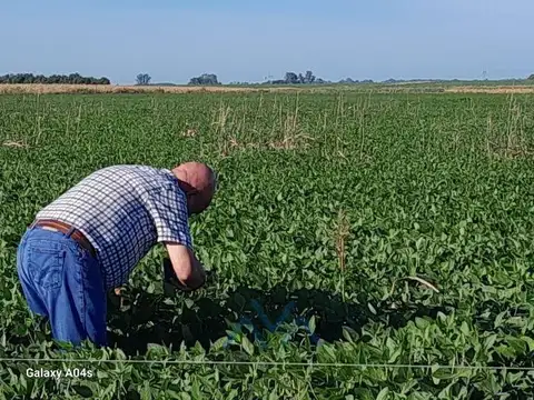 Campo agrícola 35 ha en San Pedro, Buenos Aires