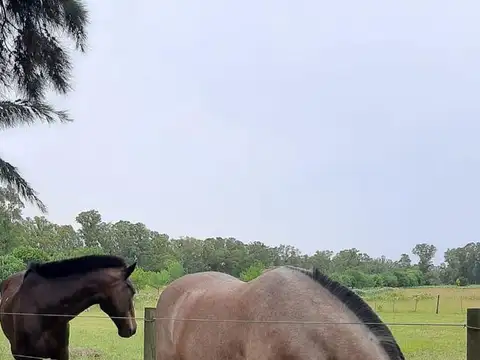 Terreno en venta - 3187Mts2 - Coronel Brandsen