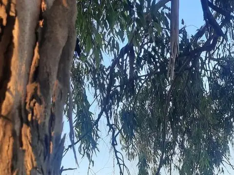 Campo en Bransend, 12 de Octubre altura RP 210 Km 62 176 Has. USD6000 x Ha. Escucha ofertas