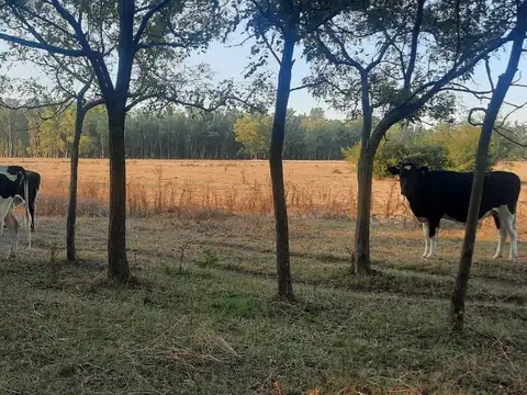 Calle 12 de Octubre a la altura de la Ruta 210 km 62 aprox.