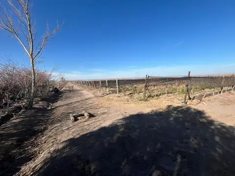 el milagro 100