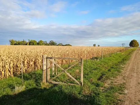 Campo en Venta Agrícola