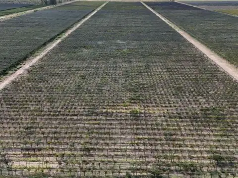 VENTA BODEGA - SANTA ROSA- MENDOZA