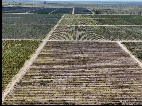 VENTA BODEGA - SANTA ROSA- MENDOZA