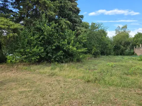 Alejandro Vitale 500