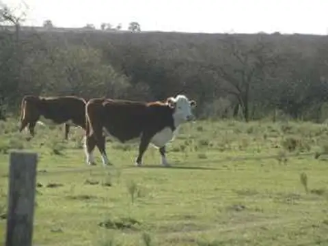 Venta campo mixto