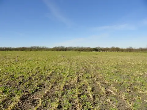 Campo en Venta Ganadero