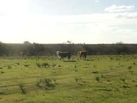 Campo en Venta de 185  ha