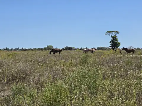 Chacra en venta en San Antonio de Areco