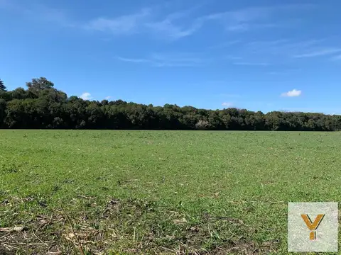 Campo en Venta en Mercedes, Partido de Mercedes