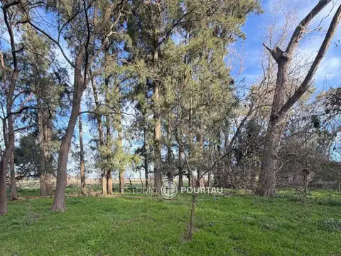 CAMPO ABIERTO 100