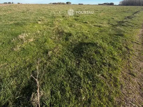 CAMPO ABIERTO 100