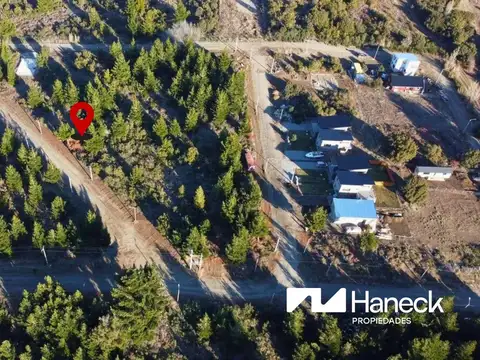 Cucha Cucha, abedules UF 20