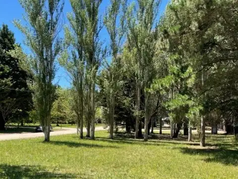 Manzana 24 100