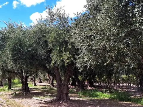 Finca en Maipu con plantacion de olivos 