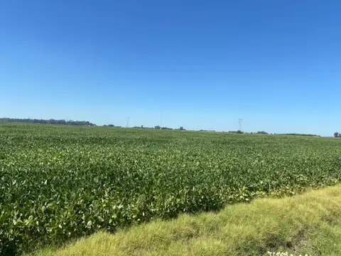 Excelente campo agrícola de 121 has