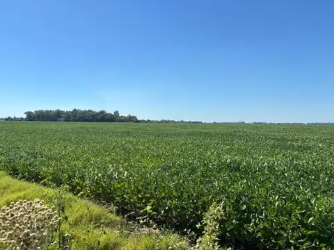 Excelente campo agrícola de 121 has
