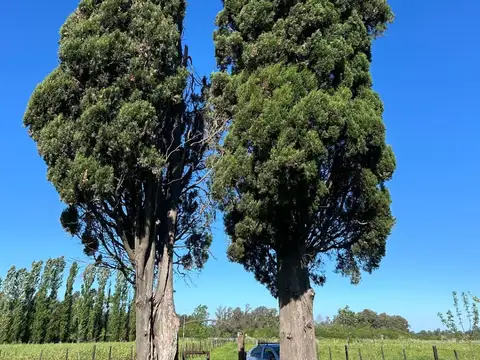 Venta - Campo en Gaynor - a Metros de ruta 8 - 23 has 100