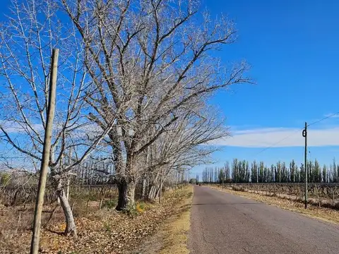 Finca en Venta - Gustavo Andre - Lavalle - Mendoza