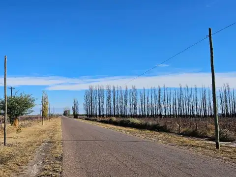 Finca en Venta - Gustavo Andre - Lavalle - Mendoza