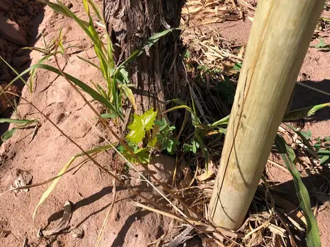 Campo en Venta de 112  ha