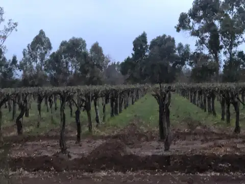 Campo y fondo de comercio en venta en San Jose de Tinogasta