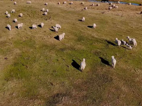 CAMPO EN VENTA  RAUCH
