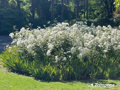 Chingolo al 100 Los Robles Village