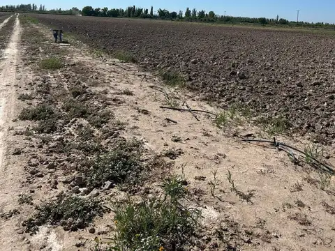 FINCA EN VENTA. 25 HAS EN PRODUCCIÓN DE AJO 