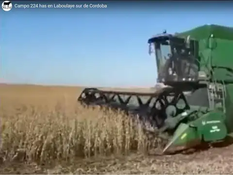 Campo 100% agrícola (Laboulaye)