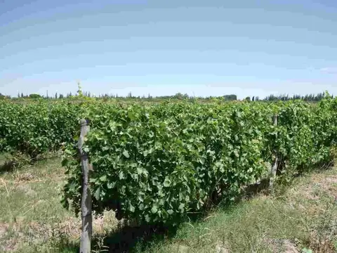 VENTA DE CAMPO, SANTA ROSA, LAS CATITAS MENDOZA