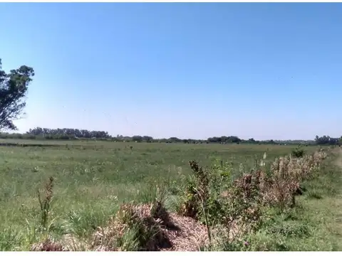 Campo - Marcos Paz