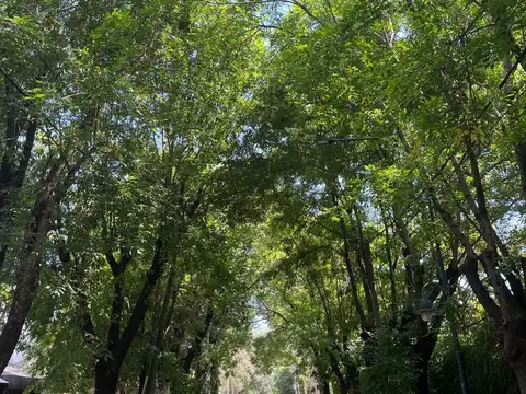 Héctor Basaldua 100