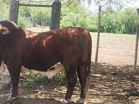 Venta de Campo,8400 HAS SANTIAGO DEL ESTERO