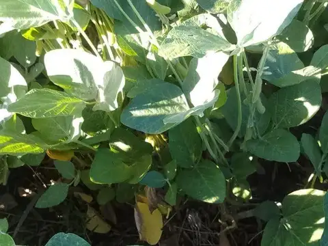 Campo Agrícola 35 Has. II En San Pedro, Buenos Aires