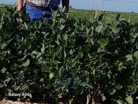 Campo Agrícola 35 Has. II En San Pedro, Buenos Aires