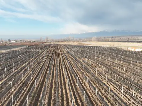6 Has. Finca en Tupungato con viñedos Malbec.
