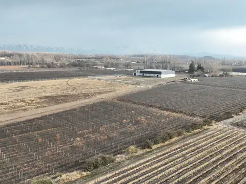 6 Has. Finca en Tupungato con viñedos Malbec.
