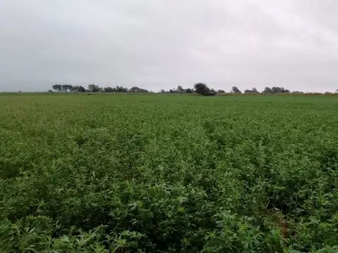 Venta de 5 hectáreas en Vicuña Mackenna,- Ideal desarrollo inmobiliario o industrial