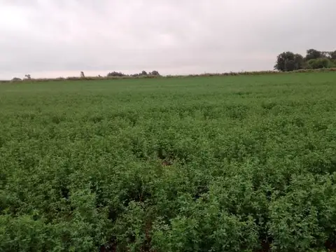Campo en Venta en Vicuña Mackenna, Río Cuarto
