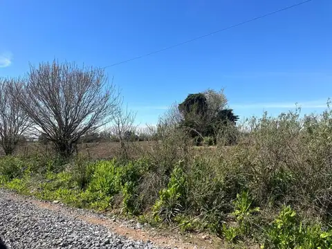 Campo en Venta Agrícola