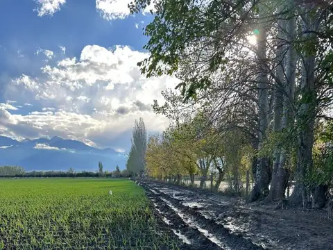 Finca Productiva. Calle Lencinas