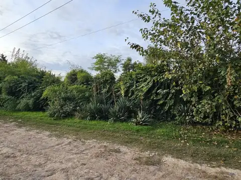 Terreno con importantes arboles, 14x32 - Yapeyu entre Vte Lopez y Rondeau