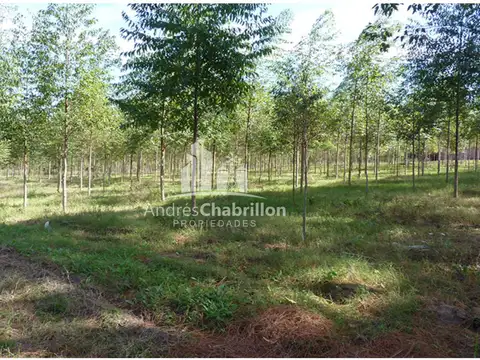 Forestación Eucaliptus En Concordia