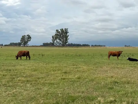 CAMPO EN VENTA EN BRAGADO