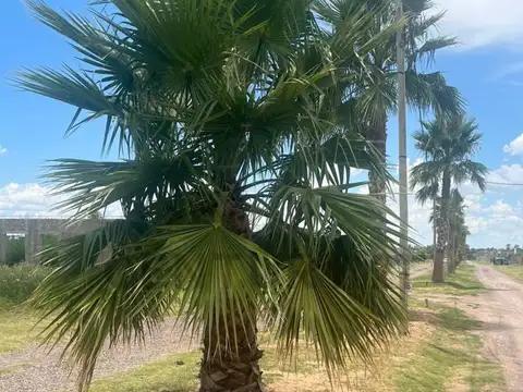Terreno en venta Los Corralitos