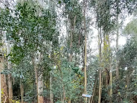 Campo en Venta en Villa Ruiz, San Andres De Giles