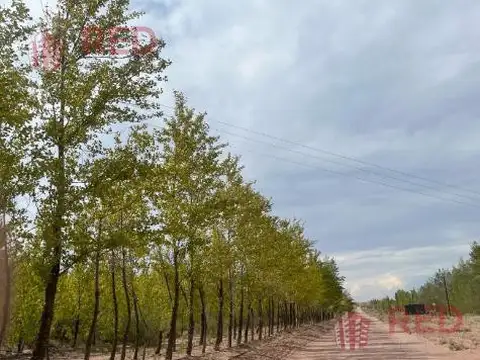 Terreno en Venta en Picun Leufu, USD 25.000