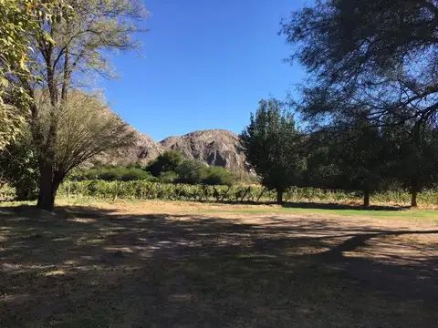 San Jose 100